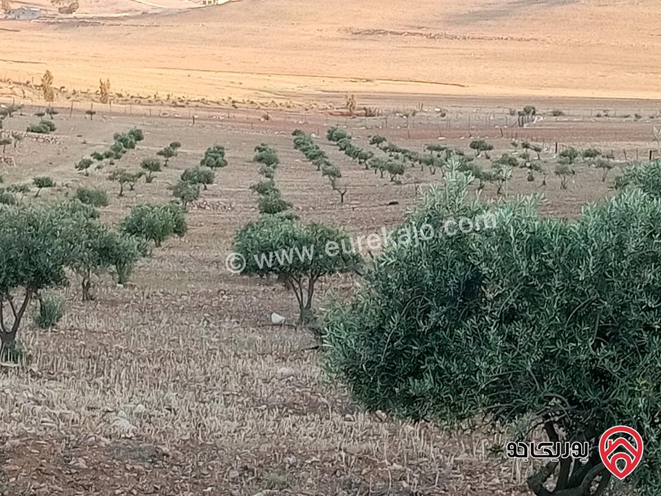 قطعة أرض مساحة 3 دونم و 400م للبيع في المفرق