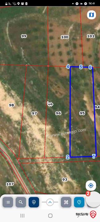 أرض مساحة 3 دونم و 517م للبيع في جرش - جبا مزروعة زيتون كبير قوشان مستقل منطقة مخدومة وجميلة  