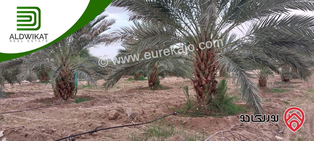 مزرعة نخيل للبيع في الغور الجنوبي / الكرامة مساحتها 56 دونم مزروعة تمر مجهول