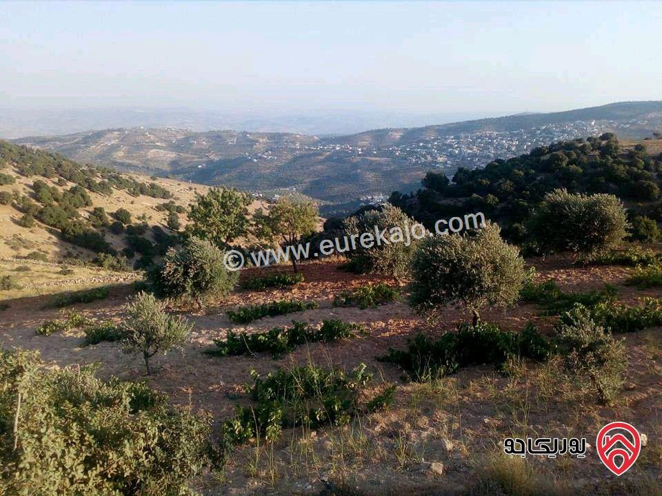 مزرعة مساحة الأرض 16 دونم للبيع في جرش - سوف