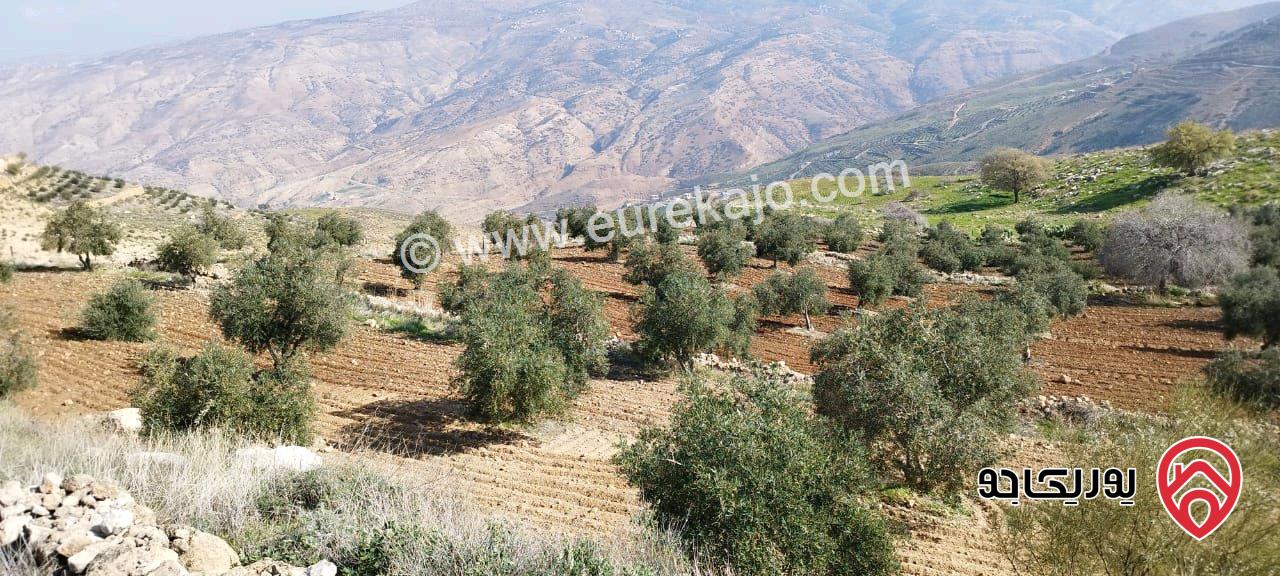 ارض زراعية 27 دونم للبيع في السلط - الصبيحي