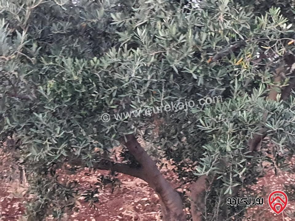 مزرعة زيتون بلدي مساحة 21 دونم و 367م للبيع في اربد - منطقة سحم