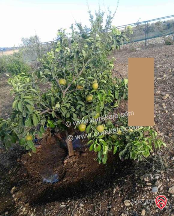 قطعة ارض مساحة 3 دونم و 500م للبيع في اربد - من أراضي هام تبعد عن طريق البترول 100م