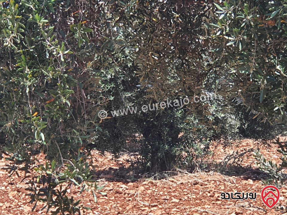 مزرعة زيتون بلدي مساحة 11500م للبيع في اربد  - حرثا 