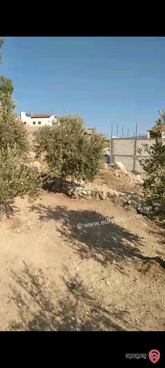 أرض مساحة 546م مزروعة بأشجار الزيتون للبيع في عمان - ناعور