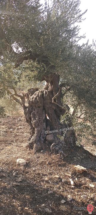 أرض مساحة 1200م للبيع في اربد المزار الشمالي زوبيا 