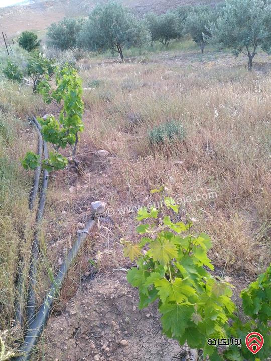 مزرعة زيتون مساحة 30 دونم للبيع في مادبا - لب