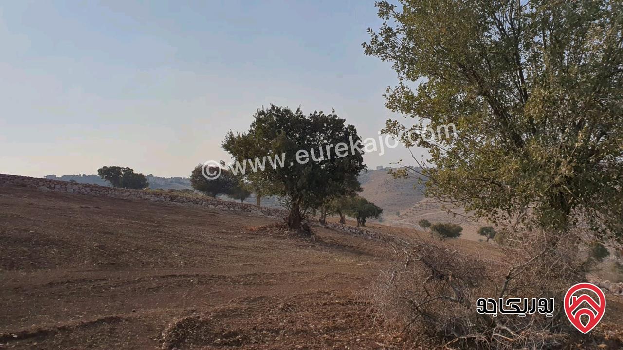 مزرعة مساحة الأرض 3 دونم و 400م للبيع في الزرقاء - صروت 