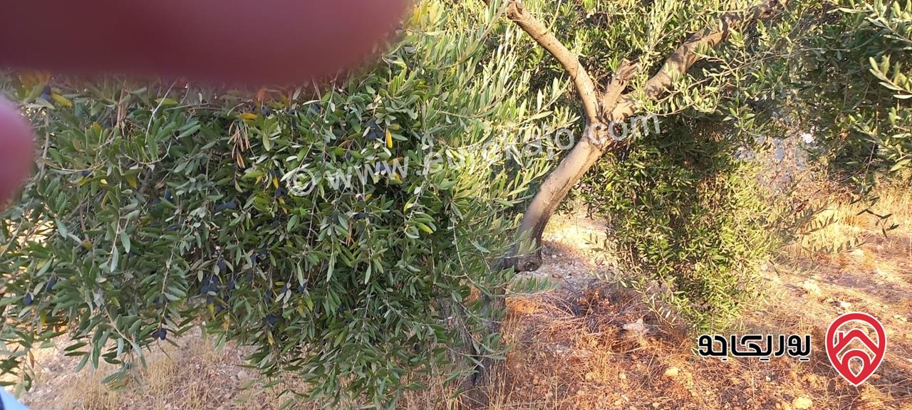 قطعة ارض مفروزة مساحة 550م للبيع في عمان - بدر