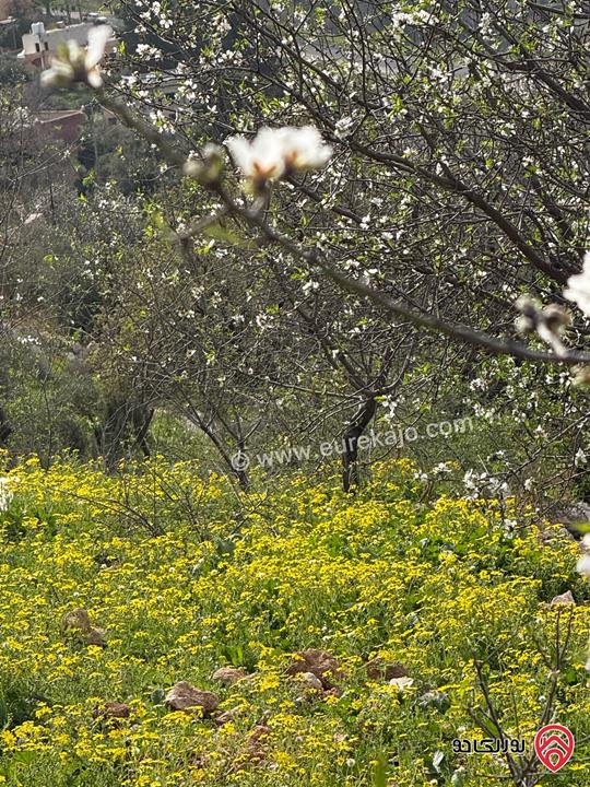 ارض مساحة 4500م للبيع في عمان - عراق الامير 