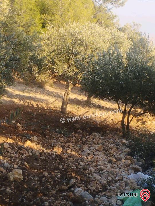 مزرعة مساحة الأرض 20 دونم و 462م للبيع في منطقة جرش