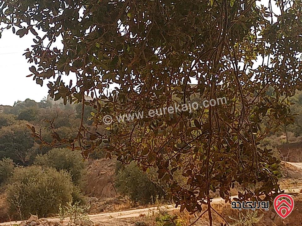 أرض مساحة 936م مميزة للبيع في السلط الصبيحي بيوضة تصلح سكن أو مزرعة أو شاليه خاص 