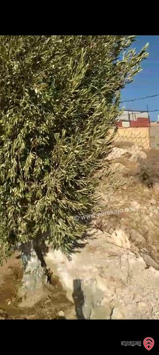 أرض مساحة 546م مزروعة بأشجار الزيتون للبيع في عمان - ناعور