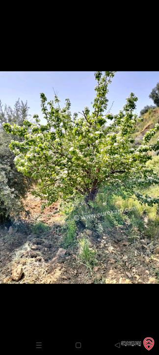 مزرعة مع نبعة مساحة 10 دونم و 800م للبيع في جرش - الكتة