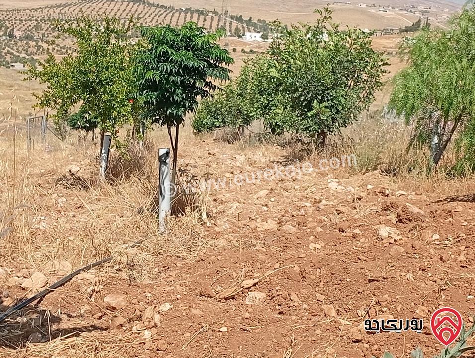 مزرعة مساحة الأرض 3 دونم و 400م بإطلالة للبيع في المفرق - بلعما