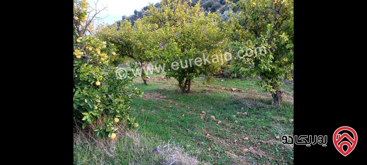 مزرعة مع نبعة مساحة 10 دونم و 800م للبيع في جرش - الكتة