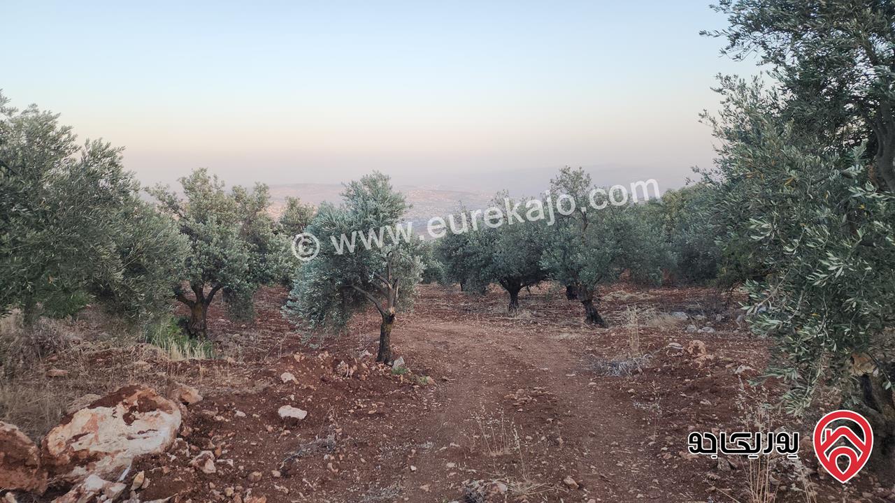 قطعة ارض مساحة 3483م للبيع في جرش - سوف بإطلالة خلابة وسط الطبيعة وهدوء الأحراش