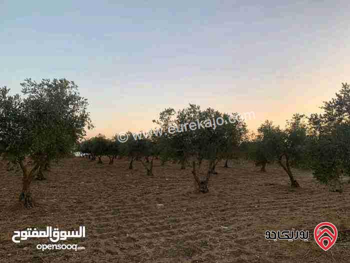 قطعة ارض مساحة 20.238 دونم للبيع في اربد - ام قيس 