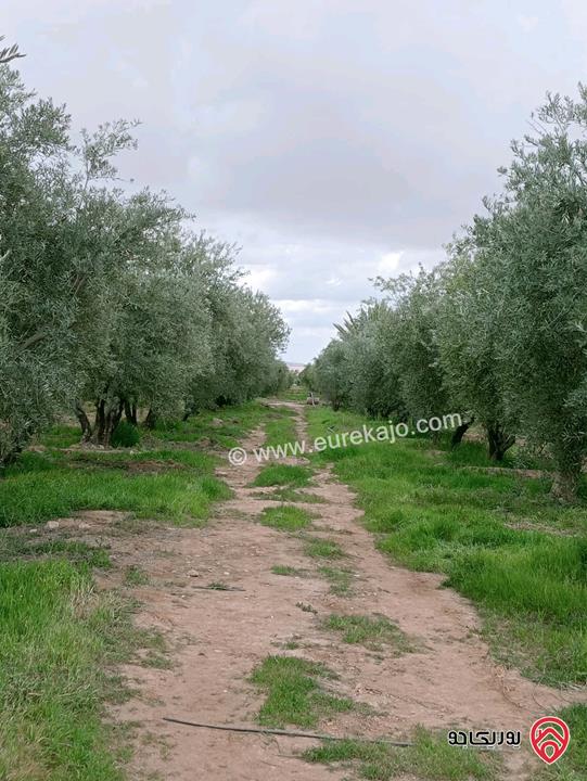 مزرعة مساحة 500 دونم للبيع في عمان - الجيزة