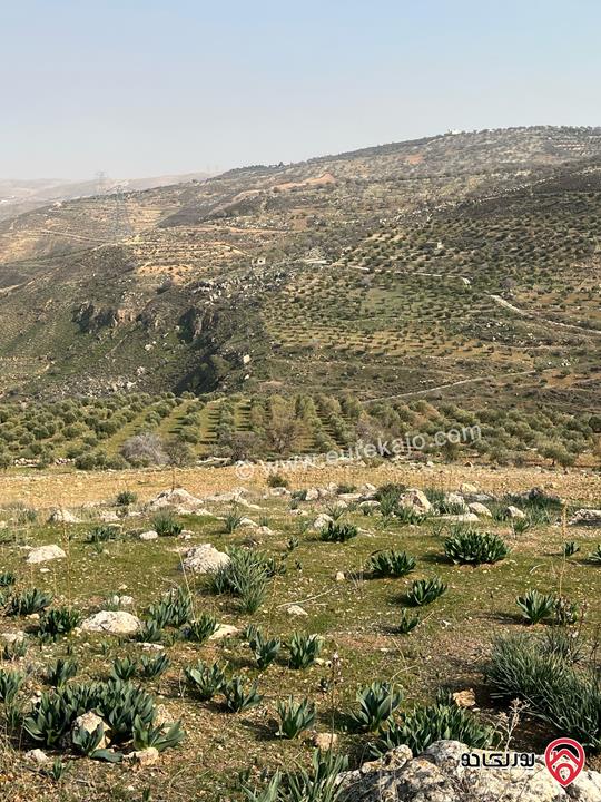 ارض زراعية مساحة 32 دونم للبيع في جرش - المسطبه