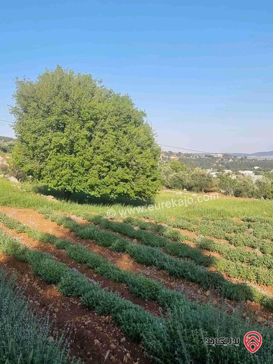 مزرعة جميلة جدا مساحة 18000م للبيع في جرش الكته حوض المحافير 