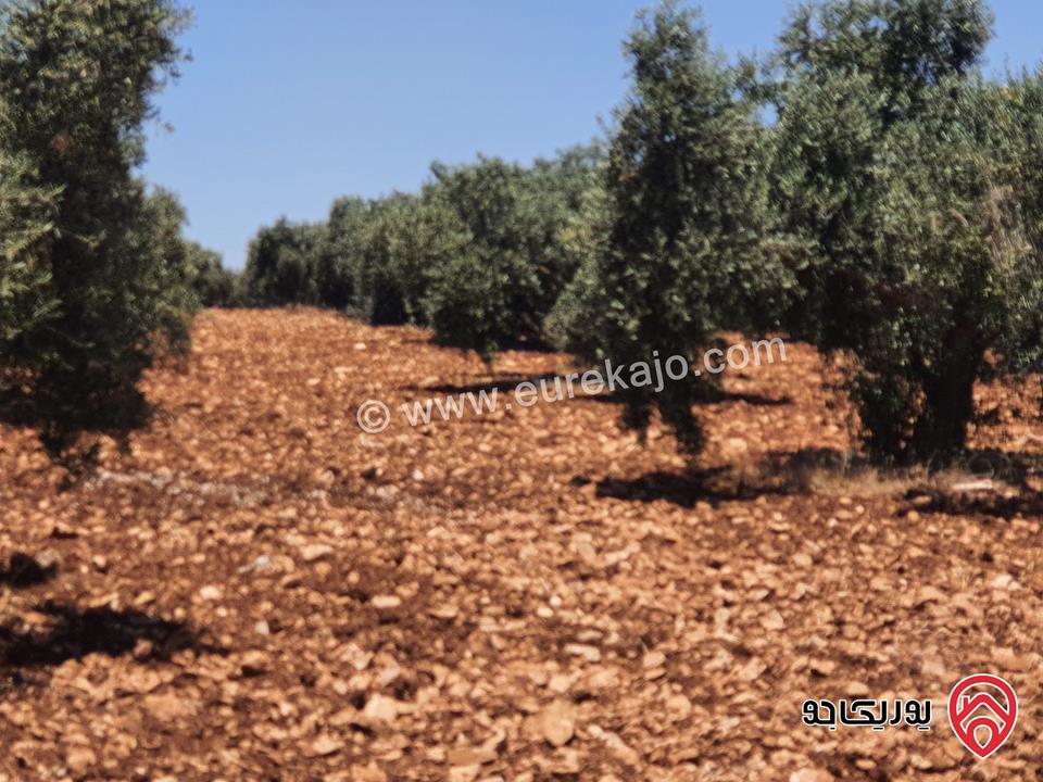 مزرعة زيتون بلدي مساحة 11500م للبيع في اربد  - حرثا 