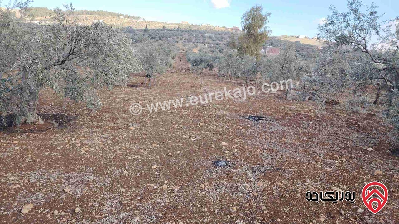 مزرعة مساحة الأرض 4 دونم للبيع في المفرق منطقة نادرة خربة المطوى 