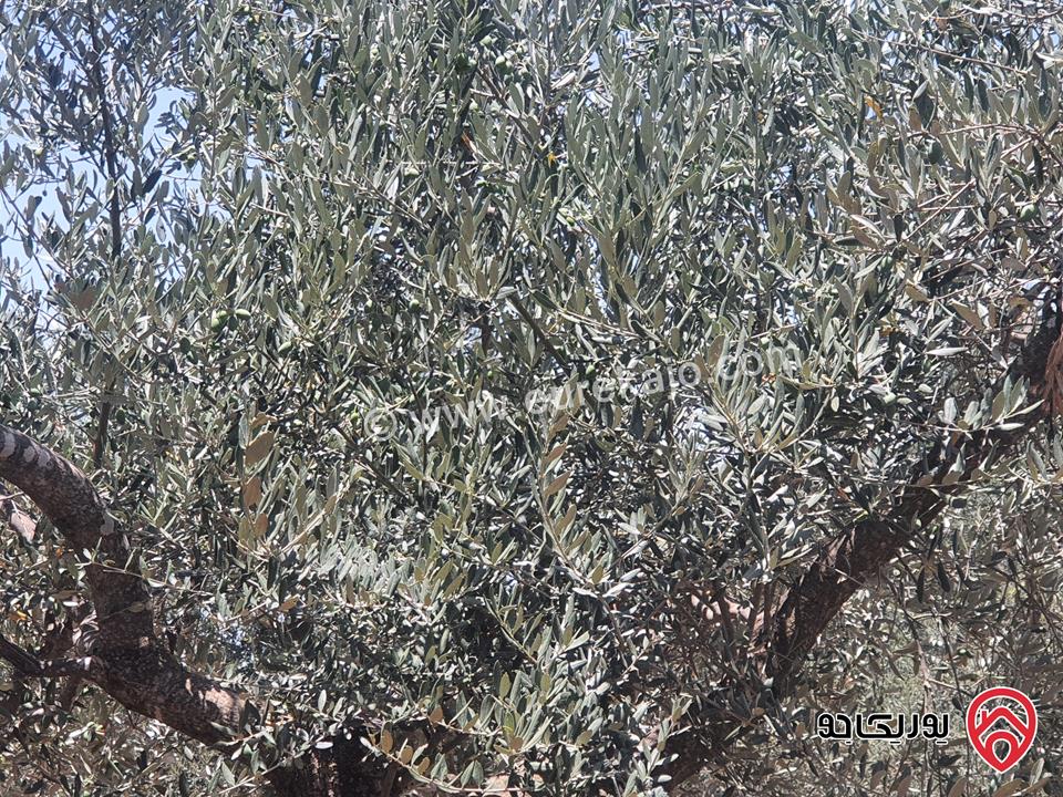 مزرعة زيتون بلدي رومي مساحة 5600م للبيع في اربد - سحم 