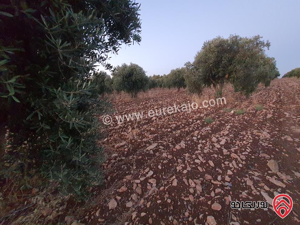مزرعة زيتون بلدي مساحة 21 دونم و 367م للبيع في اربد - منطقة سحم