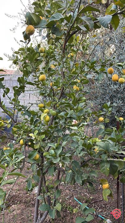 بيت وشاليه مساحة الأرض 7 دونم للبيع في عمان - شارع الاردن 