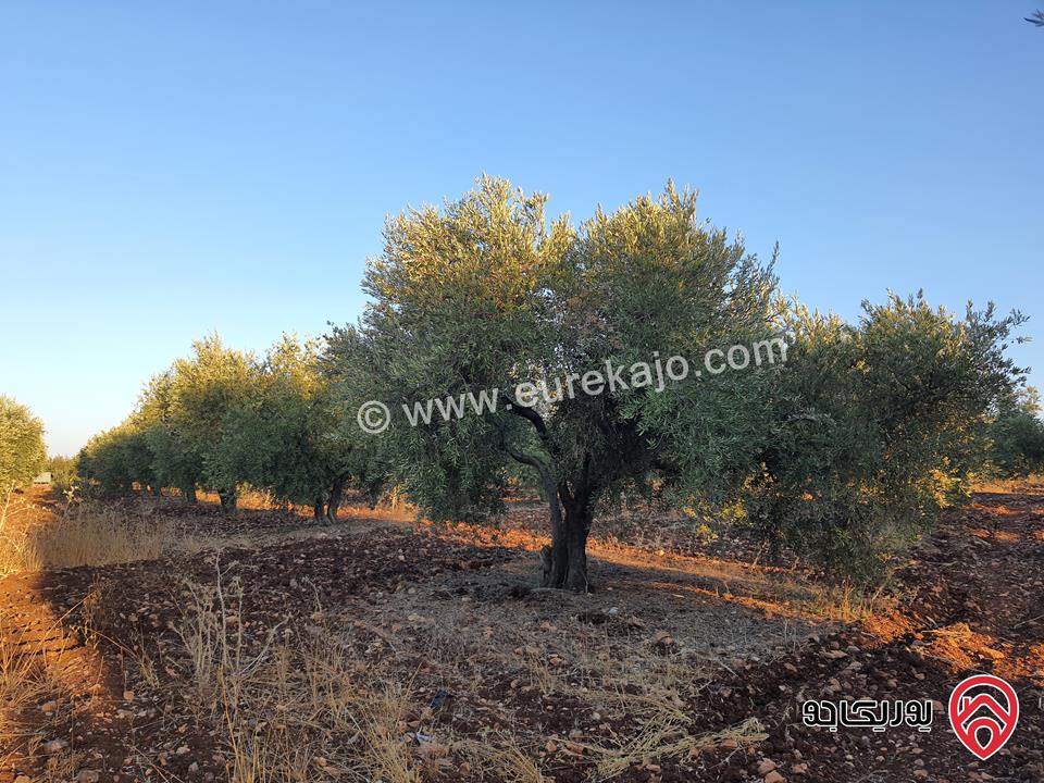 مزرعة زيتون بلدي نخب مساحة 12 دونم للبيع في اربد - ضمن أراضي حرثا