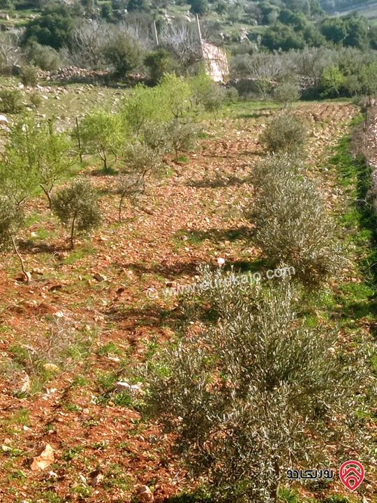 أرض /مزرعة للبيع في اربد- المزار الشمالي مساحة 4288م