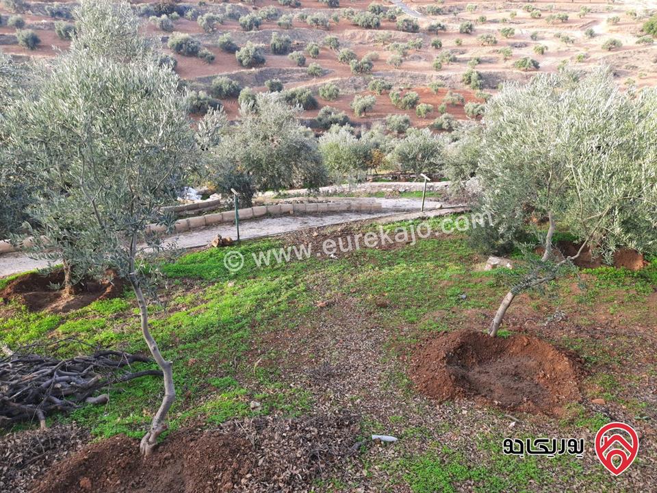 مزرعة زيتون مساحة الأرض 8 دونم و 300م و البناء مساحة 100م للبيع في السلط