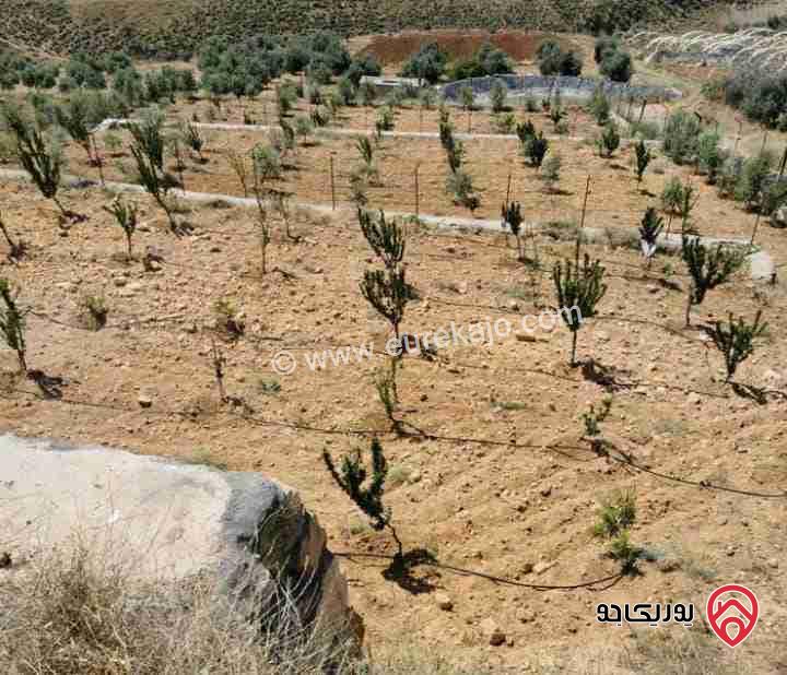 مزرعة كرز سقي مساحة 3 دونمات للبيع في جرش