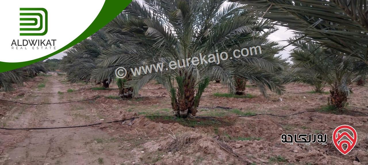 مزرعة نخيل للبيع في الغور الجنوبي / الكرامة مساحتها 56 دونم مزروعة تمر مجهول