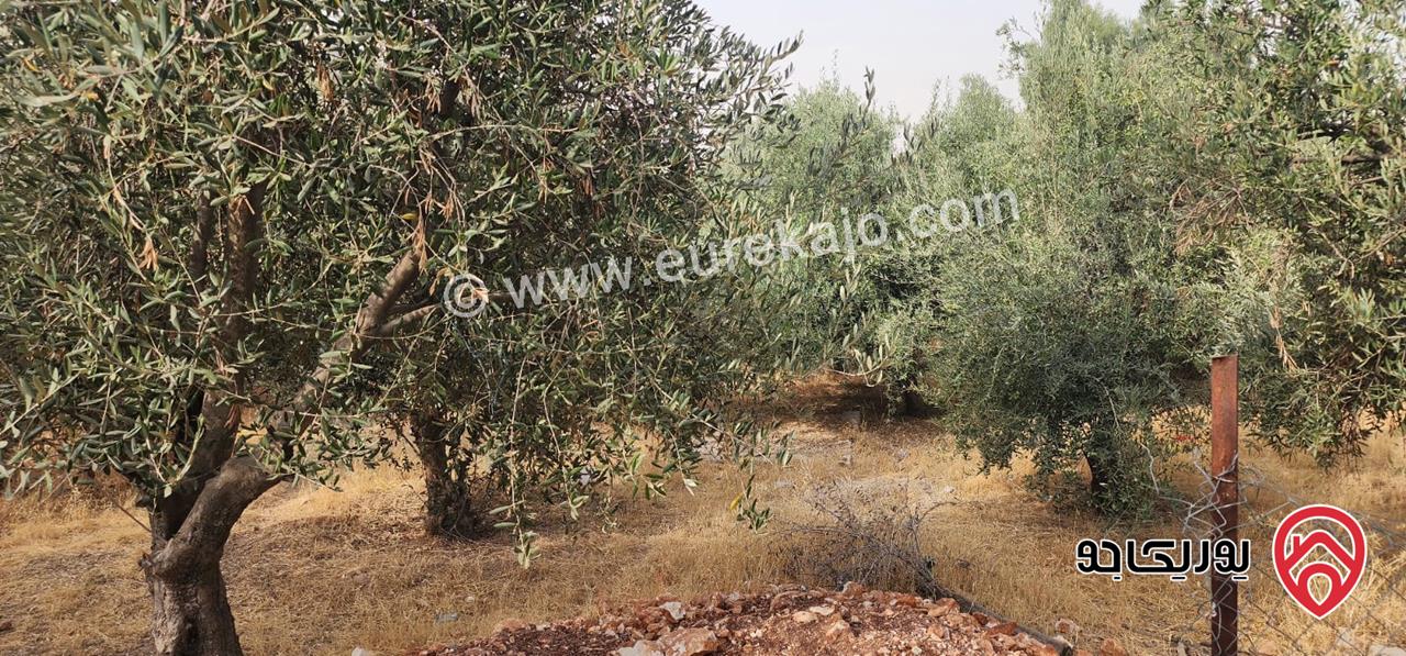 بيت مستقل مساحة 130م محاط ببستان واسع على ارض 767م للبيع في عمان - البنيات 