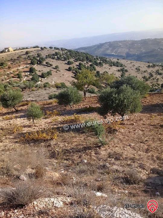 مزرعة مساحة الأرض 16 دونم للبيع في جرش - سوف