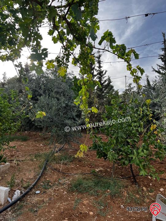 مزرعة فخمة مساحة 4 دونم و 595م وبناء 150م للبيع في جرش - الكتة