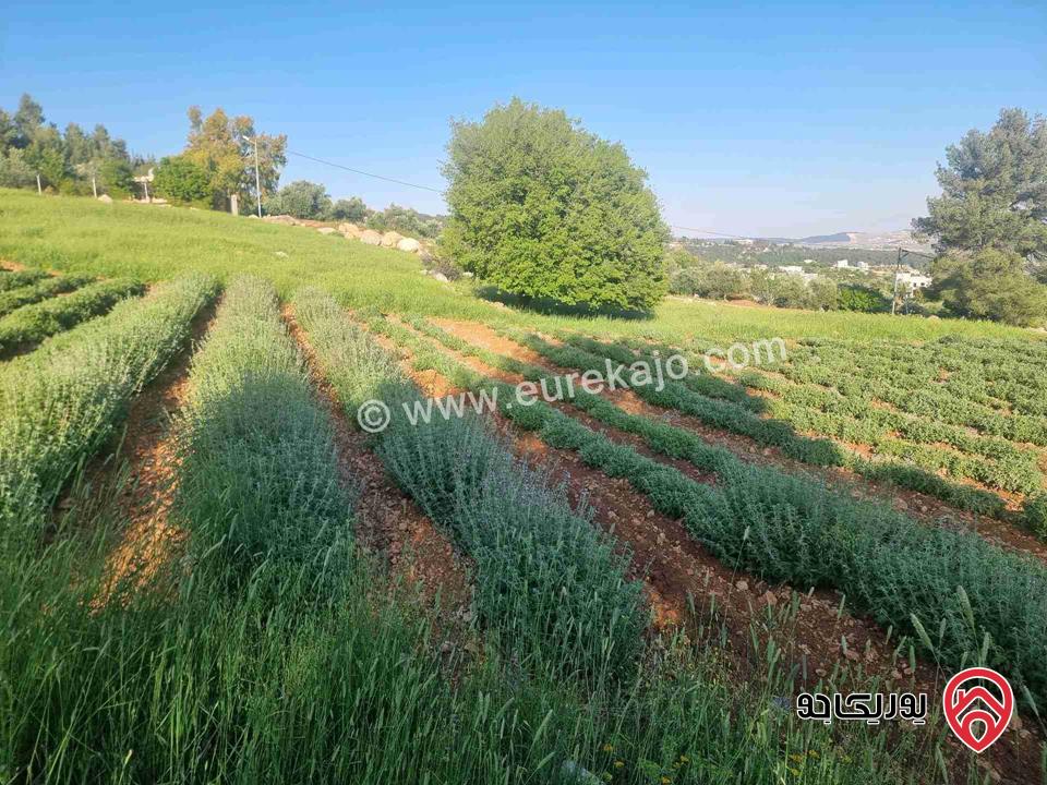 مزرعة جميلة جدا مساحة 18000م للبيع في جرش الكته حوض المحافير 