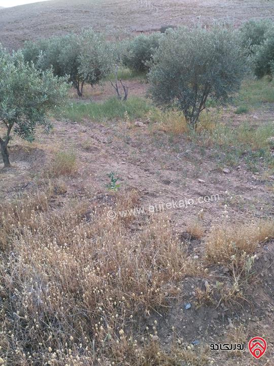 مزرعة زيتون مساحة 30 دونم للبيع في مادبا - لب