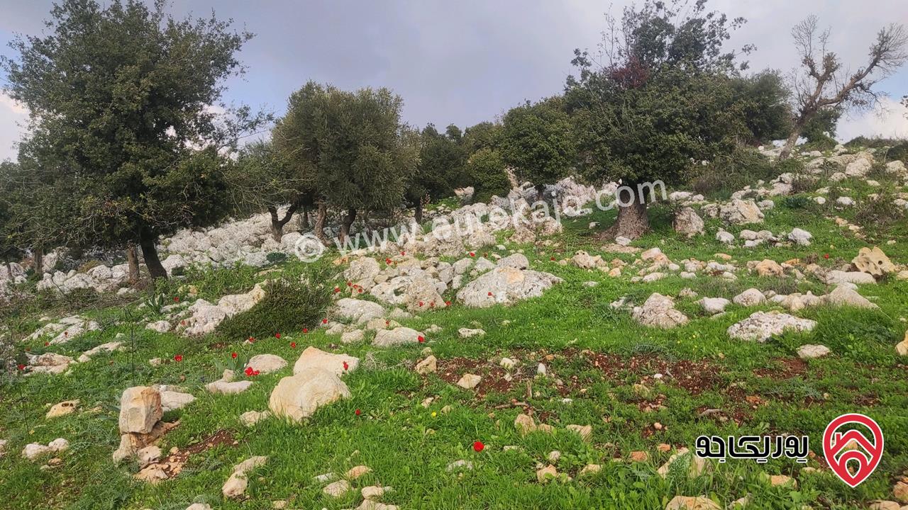 فرصة أستثمارية قطعة أرض مساحة 8 دونم للبيع في محافظة عجلون-الجبل الأخضر