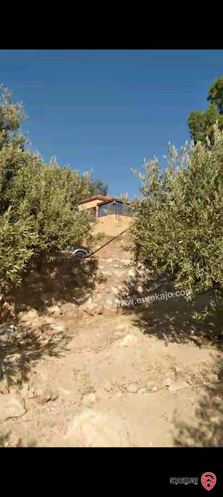 أرض مساحة 546م مزروعة بأشجار الزيتون للبيع في عمان - ناعور