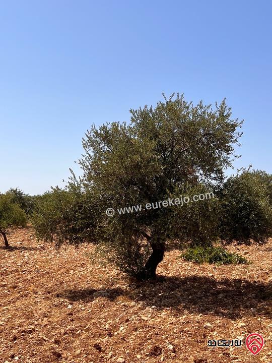 قطعة أرض مساحة 1 دونم و 977م بقوشان مستقل للبيع في صخرة - عجلون على قمة جبل أطلالة خلابة واصل كهربا وماء وشارع مزروعة زيتون منتج من المالك مباشرة