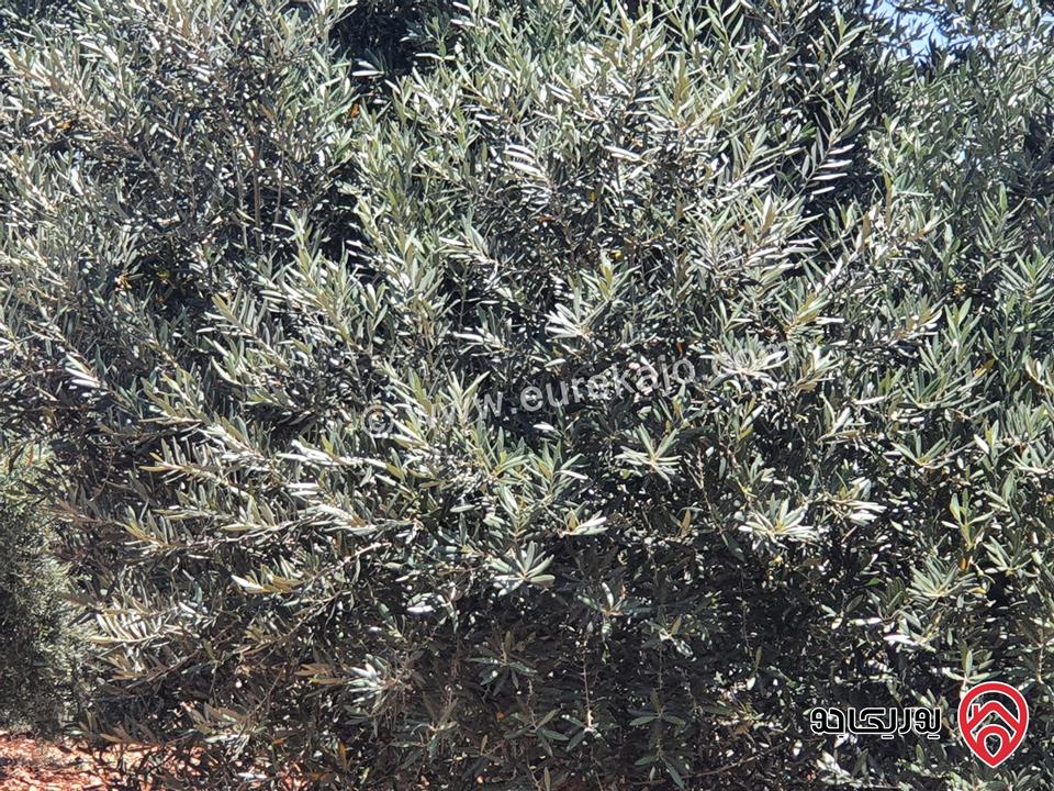 مزرعة زيتون بلدي مساحة 11500م للبيع في اربد  - حرثا 