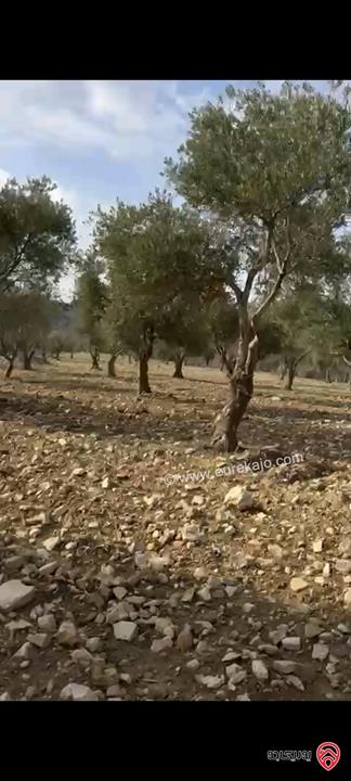 أراضي مساحة 3700م للبيع في عمان - ناعور حسبان مزروعة زيتون