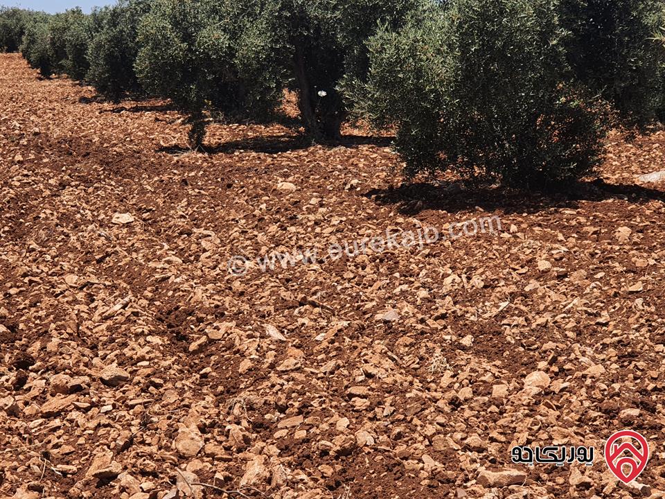 مزرعة زيتون بلدي مساحة 11500م للبيع في اربد  - حرثا 