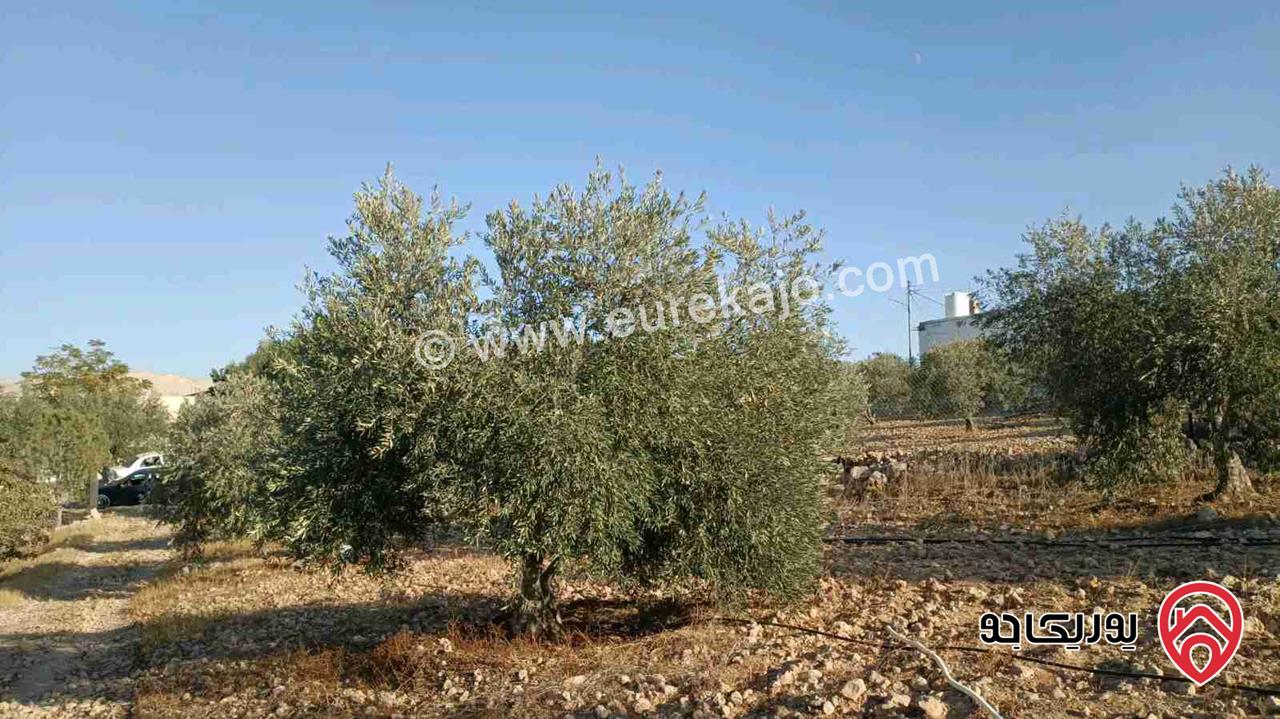مزرعة مساحة الأرض 4 دونم و 214م والبناء 40م للبيع في الزرقاء - صروت 