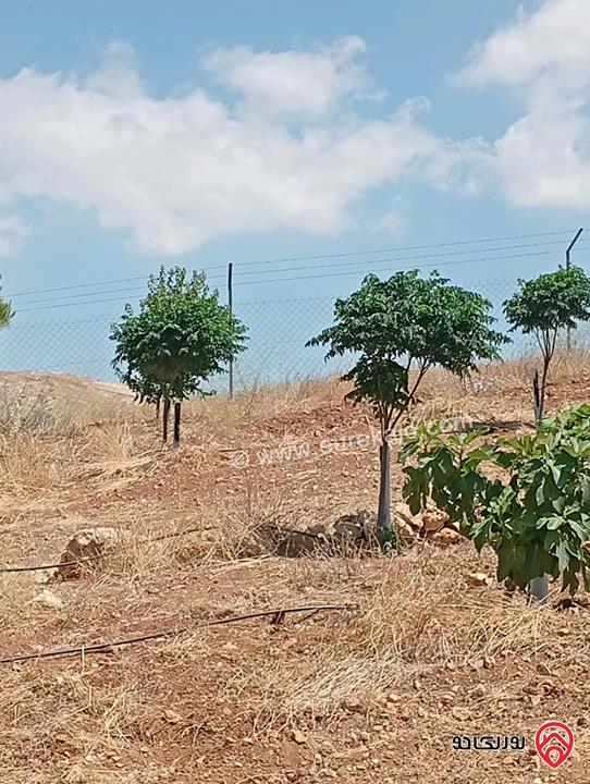 مزرعة مساحة الأرض 3 دونم و 400م بإطلالة للبيع في المفرق - بلعما