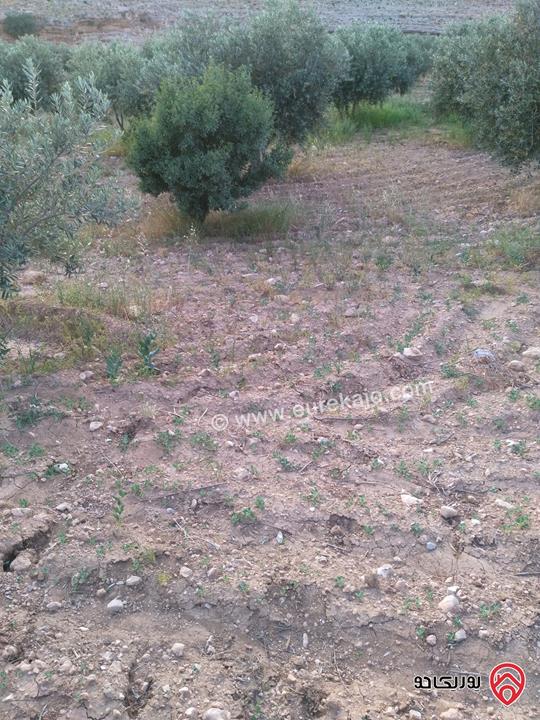 مزرعة زيتون مساحة 30 دونم للبيع في مادبا - لب