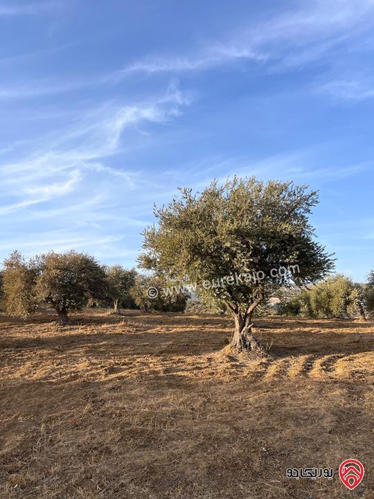 مزرعة مساحة الأرض 6 دونم و 500م للبيع في جرش منطقة جمله قريبة من محمية دبين اطلاله جميلة جداً وسعر حرق وربنا يبارك لصاحب النصيب